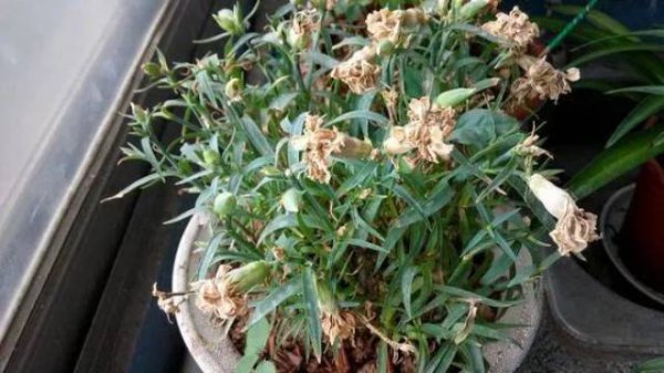 盆栽康乃馨花苞枯萎是什么原因