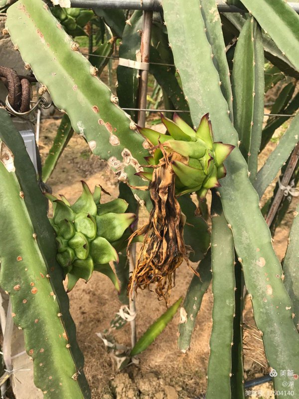 火龙果怎样授花粉