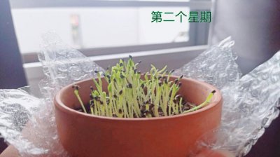 火龙果苗几年结果 火龙果苗多久可以结果？