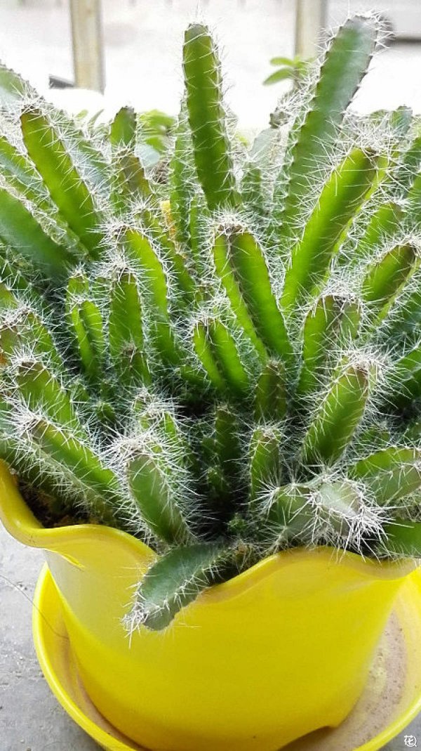 火龙果好养吗