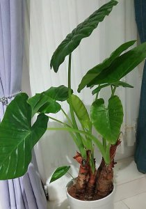 滴水观音盆栽注意事项 不可接触汁液、茎干、合理的养护