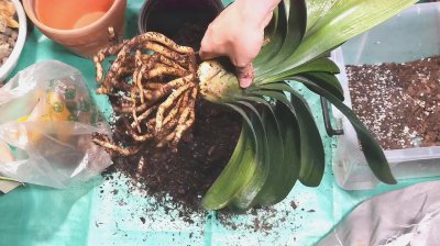 君子兰结果后怎么处理 分留种和不留种两种处理方法