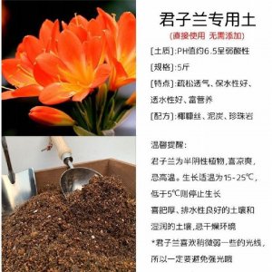 君子兰营养土配方 八种营养配方任您选择