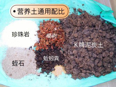 君子兰营养土怎么配 君子兰土壤配方如何选择？