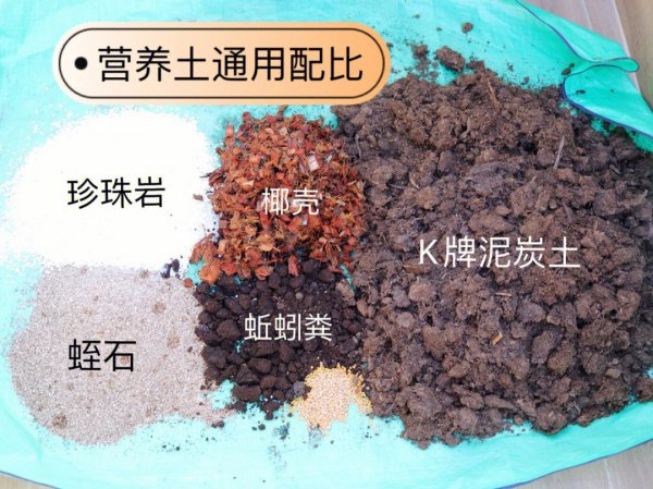 君子兰营养土怎么配