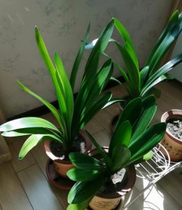 家里养几颗君子兰合适 家庭适宜种植几株君子兰