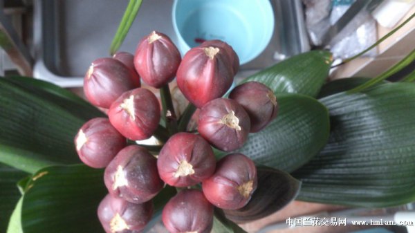 君子兰果实多久成熟