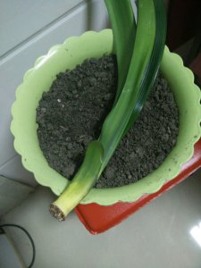 无根君子兰生根步骤 兰花生根的步骤