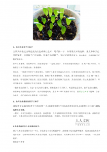 君子兰如何促花 如何刺激君子兰开花