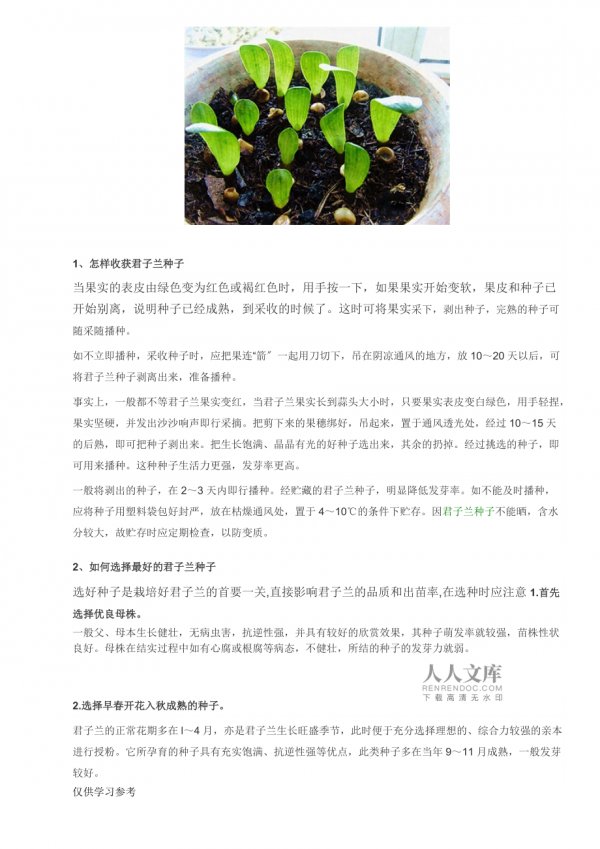 君子兰如何促花