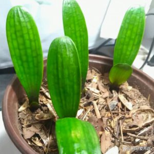 怎样挑选君子兰一叶苗 如何选择优质君子兰幼苗