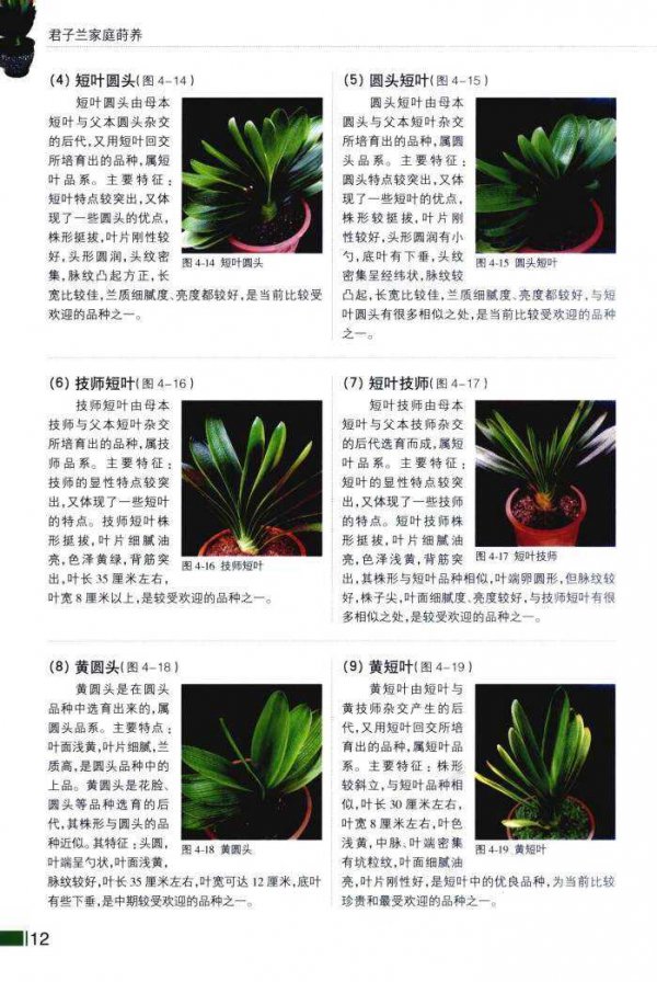 君子兰一叶小苗怎么养