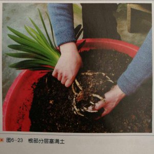 君子兰夏天能换土吗 夏季是否适合替换君子兰的土壤