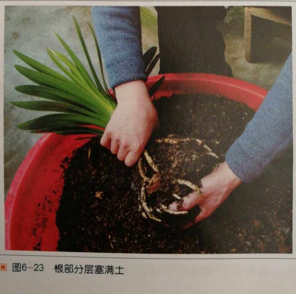 君子兰夏天能换土吗