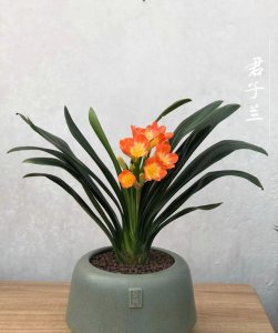 君子兰冬天怕冷吗 冬季君子兰需防寒吗？