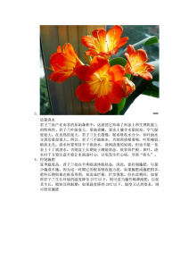 立春后如何养君子兰 如何在立春后照料君子兰