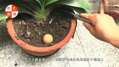 君子兰土里可以放鸡蛋吗 君子兰土适合放鸡蛋吗？