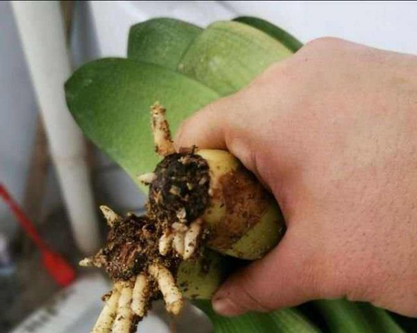 君子兰没有根了怎么办怎么种
