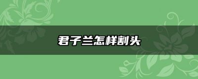 君子兰怎样割头 如何割取君子兰的头部、君子兰割头技巧
