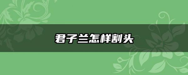 君子兰怎样割头