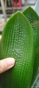黄油匠君子兰的特点 黄油兰的独特品质