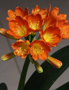 君子兰都有什么颜色的花 君子兰的花有哪些颜色？