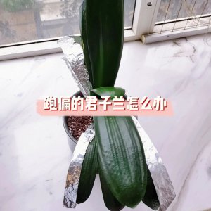 君子兰叶子不齐怎么矫正 如何纠正君子兰叶片不齐？