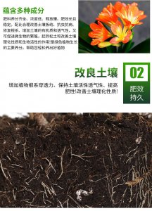 君子兰底肥用什么最好 有机肥最适合