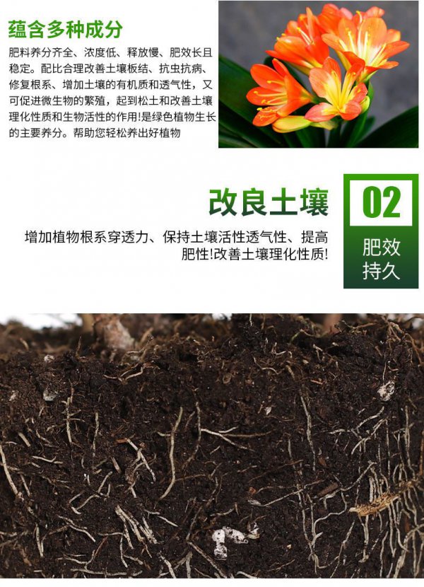 君子兰底肥用什么最好，有机肥最适合