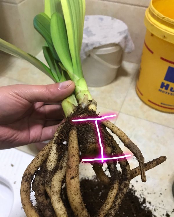 君子兰的根能不能种活