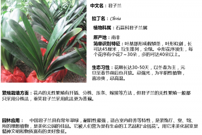 君子兰冬天多久浇一次水 君子兰冬季需浇水频率是多久？