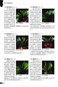 君子兰几月切头 君子兰何时修剪？