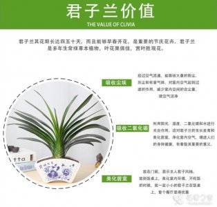 君子兰怎么养长得快 四个要点控制好即可