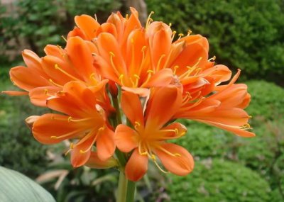君子兰是宿根花卉吗 君子兰是多年生植物吗？