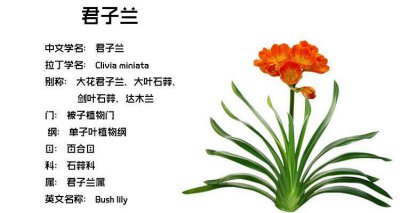 君子兰春化最佳多长时间 君子兰最佳春季开花期多久
