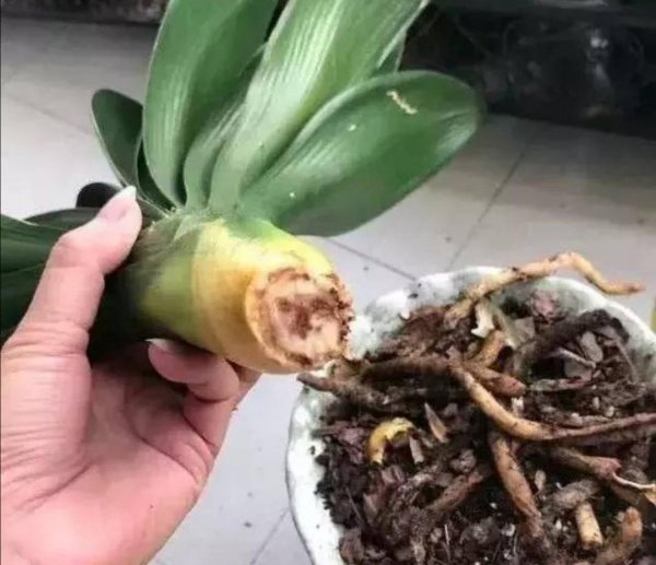 君子兰根烂了怎么办