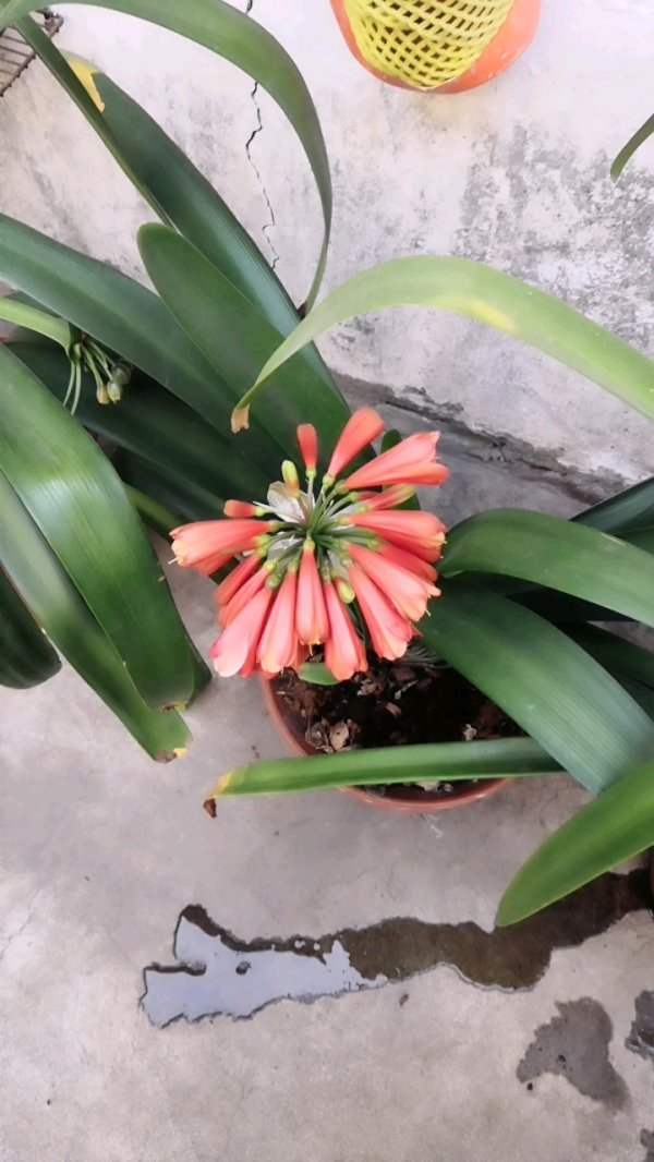 毛兰和毛兰串君子兰区别