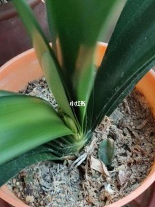 君子兰有花苞能换土吗 君子兰花苞开放时可以更换土吗？