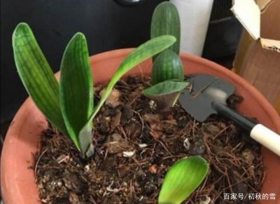 怎么判断君子兰移栽活了 如何确认君子兰移植成功