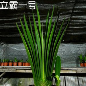 立版和立剑君子兰区别 立版和立剑紫兰有何异同？