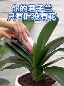 君子兰怎么掰叶 如何正确掰叶君子兰

君子兰叶子掰法
