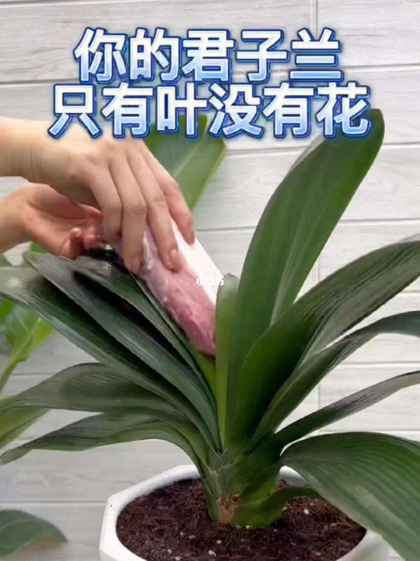 君子兰怎么掰叶