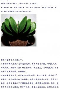固定君子兰叶子的方法 固定君子兰叶的技巧
