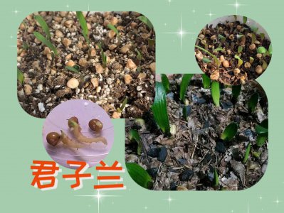 君子兰种子什么时间摘 何时采摘君子兰种子？