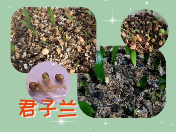 君子兰种子什么时间摘
