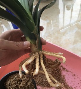 君子兰的根可以种吗 君子兰的根可以繁殖吗？