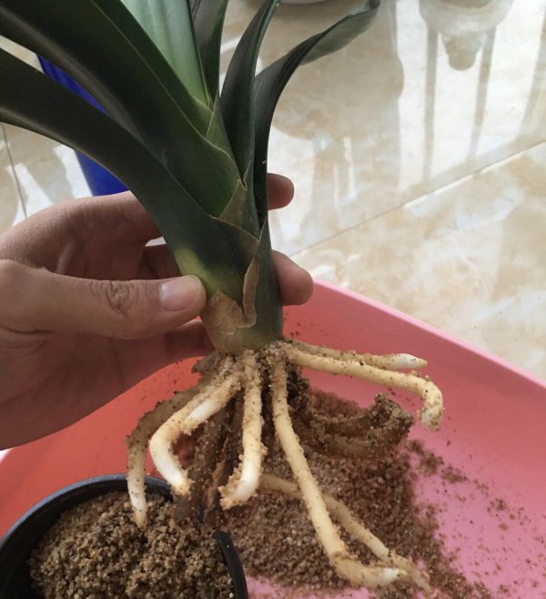 君子兰的根可以种吗