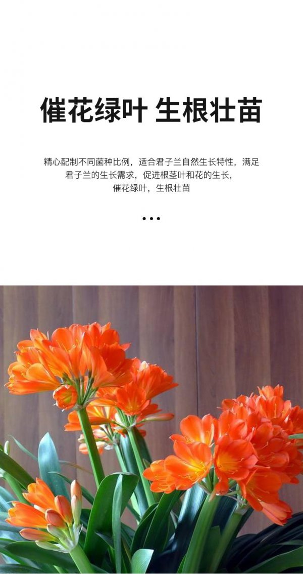 立秋后君子兰施什么肥