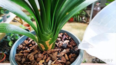 君子兰什么时间换土好 换土君子兰适合什么时候进行