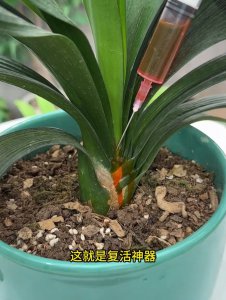 君子兰出箭慢怎么办 君子兰的花箭生长缓慢应该怎么处理？